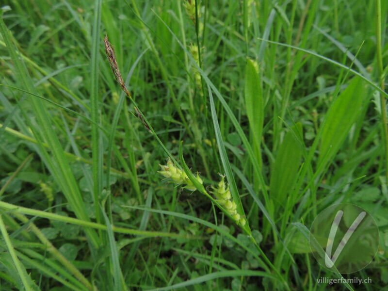 Pillen-Segge: Übersicht